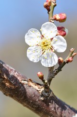 梅の花