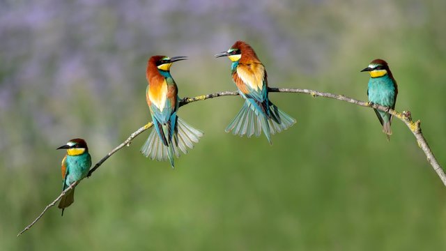 Bee-eaters (Merops apiaster), four birds, group sitting on a branch, Burgenland, Austria, Europe
