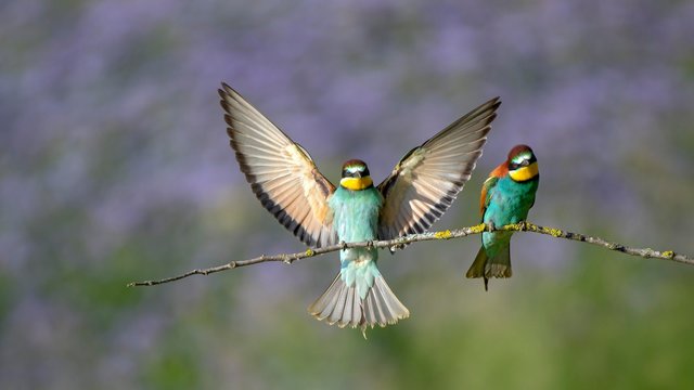 Bee-eaters (Merops apiaster), two birds on a branch, one bird landing with spreaded wings, Burgenland, Austria, Europe