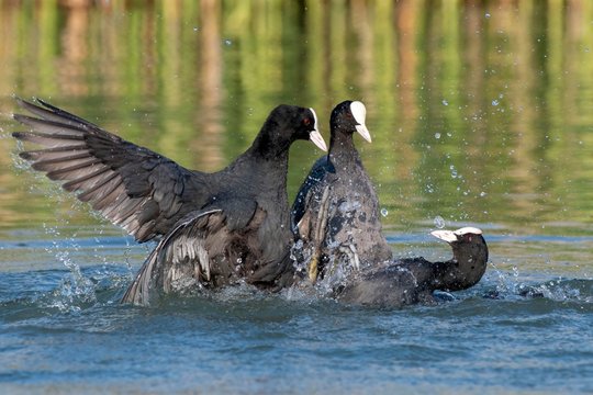 Common coots (Fulica atra) fighting during courtship season for a territory, Lake Constance, Vorarlberg, Austria, Europe