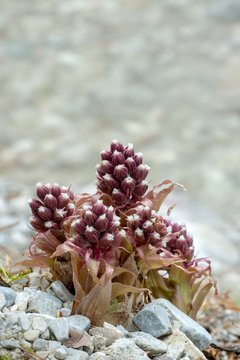 Butterbur (Petasites hybridus) grows on gravel, Tyrol, Austria, Europe