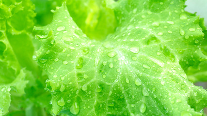 Celery fresh dew on the leaves in the morning green vegetables hydroponics ,close up..