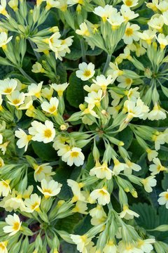 True oxlip (Primula elatior), several flowers, Tyrol, Austria, Europe