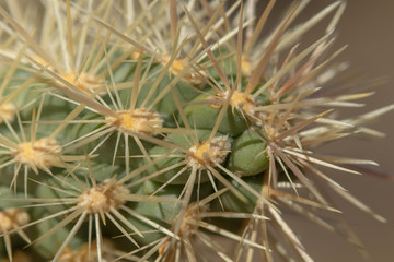 Extreme closeup on sharp cactus spines