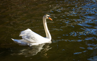 swan glidng through Lake Austin