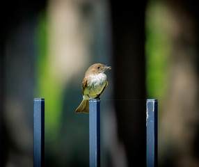 Little bird with seed in its beak