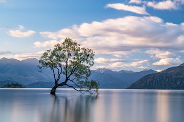 Single tree stands in water, Wanaka Lake, The Wanaka Tree, Roys Bay, Otago, South Island, New Zealand, Oceania