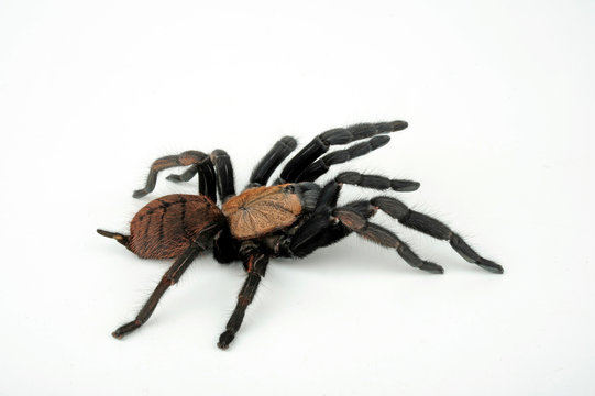 Indische Vogelspinne (Chilobrachys fimbriatus) - Indian violet