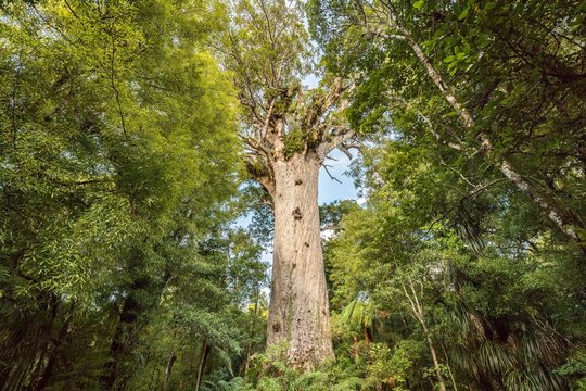 Tane Mahuta, Lord of the Forest, largest Agathis australis (Agathis australis), Waipoua Forest, Northland, North Island, New Zealand, Oceania