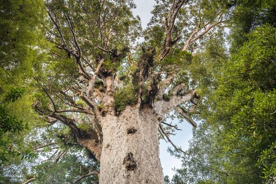 Tane mahouta, Lord of the Forest, treetop of the largest Agathis australis (Agathis australis), Waipoua Forest, Northland, North Island, New Zealand, Oceania
