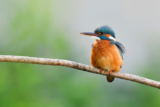 Common kingfisher (Alcedo atthis), female sitting on a branch, Lake Neuchatel, Switzerland, Europe