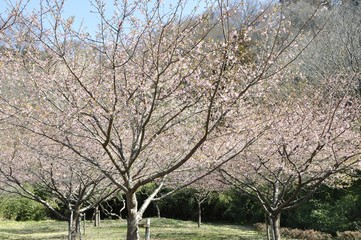 カワヅザクラ