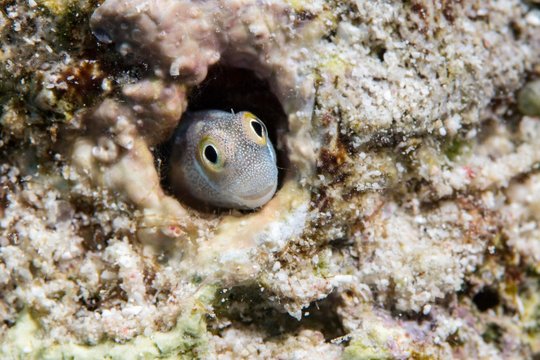 Red Sea mimic blenny (Ecsenius gravieri) hiding in a hole, Abu Ramada, Red Sea, Egypt, Africa