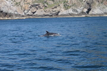 Fototapeta premium delfín