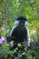 Beautiful and unusual clever monkey Colobus in Kenya. Africa