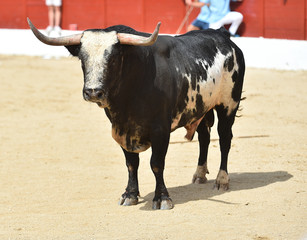 toro en españa