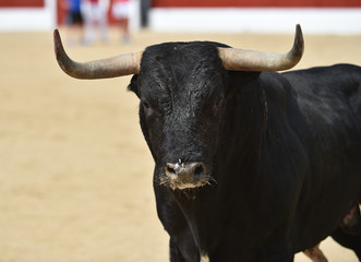 bull in spain