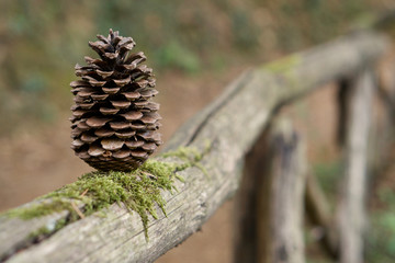 Pine Cone standing in a wood fence, close up shallow depth of field