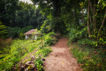 Woodland with tropical semi tropical trees 