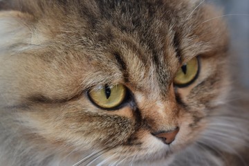 Cute fluffy cat on a walk. House pet