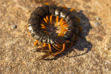 Mediterranean banded centipede. Scolopendra cingulata.