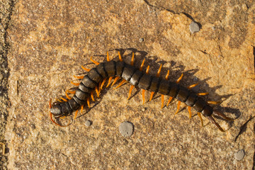 Mediterranean banded centipede. Scolopendra cingulata.