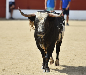 toro en españa