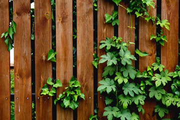 Fototapeta na wymiar branches of green leaves on the background of a wooden fence