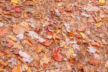 autumn leaves background