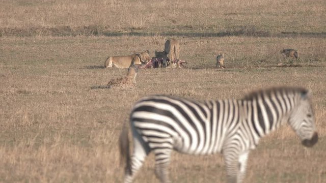 4K 60p long shot of three female lions feeding on a carcass at serengeti national park in tanzania as hyenas and jackals wait to scavenge.