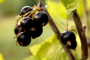 black currant bush
