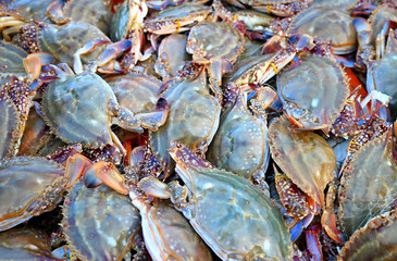 Fresh crabs, in plastic baskets