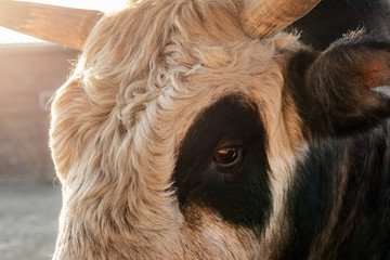 close-up curly black and white bull or cow head at cattle farm yard at sunset