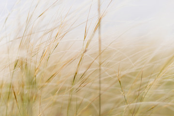 Fototapeta premium the grass is waving because the warm spring wind is blowing