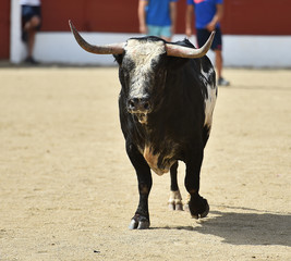 toro en españa