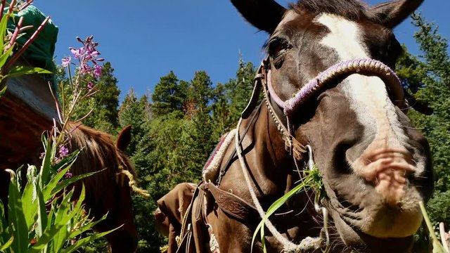 Close up of a gray colored mare with blaze grazing in an alpine meadow. (Chilcotins, BC, Canada)