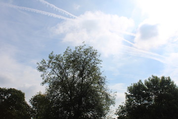 Obraz premium trees and blue sky