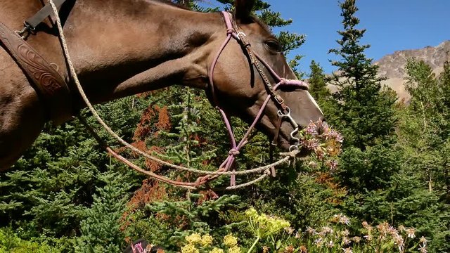 Gray mare with bridle on trying to eat a bunch of flowers on a lush alpine meadow (Cariboo-Chilcotin, BC, Canada)
