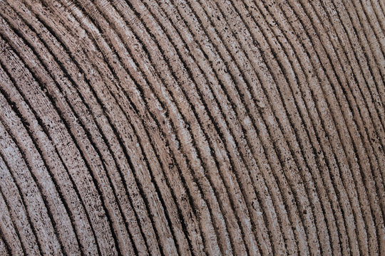 Macro photo of Wood texture