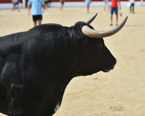 toro en españa