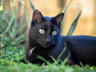 Black cat hunting in the garden