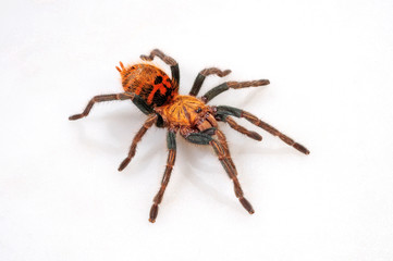 Cyanblaue Venezuela-Vogelspinne (Chromatopelma cyaneopubescens) - Greenbottle blue tarantula