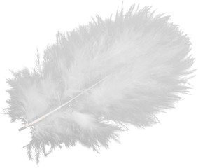 Obraz premium White Feather Isolated