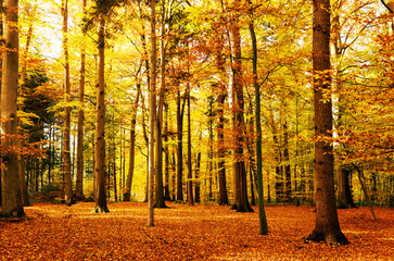 idyllischer Herbstwald, goldene Herbstfarben im Mischwald, Hintgergrund