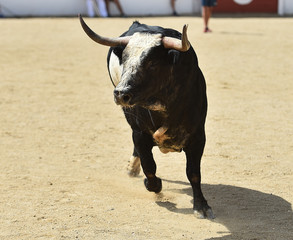 toro en españa