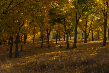 Naklejka premium Autumn landscape. Forest by the lake at sunrise. Plantations of maple trees. Trees threw off foliage. Shadows on the ground.