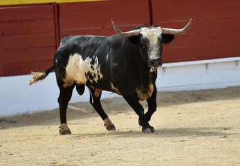 toro en españa