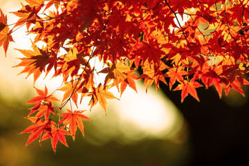 Autumn red leaves at sunset.