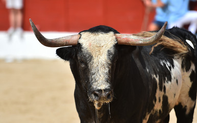 toro en españa