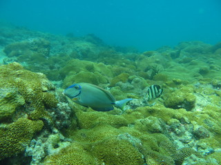 peces